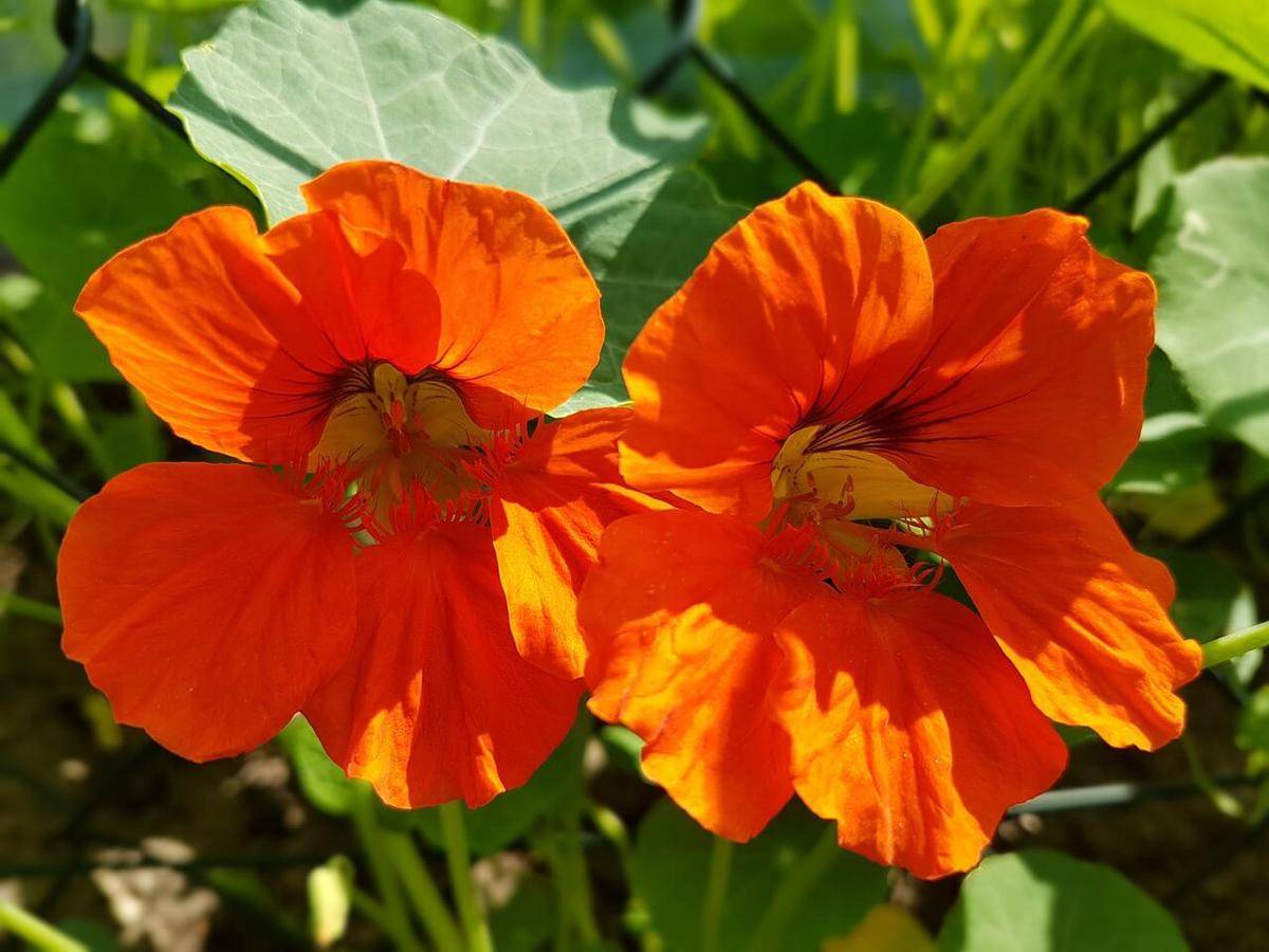 ilustrasi tanaman bunga nasturtiums (pixabay.com/monikasmigielska)