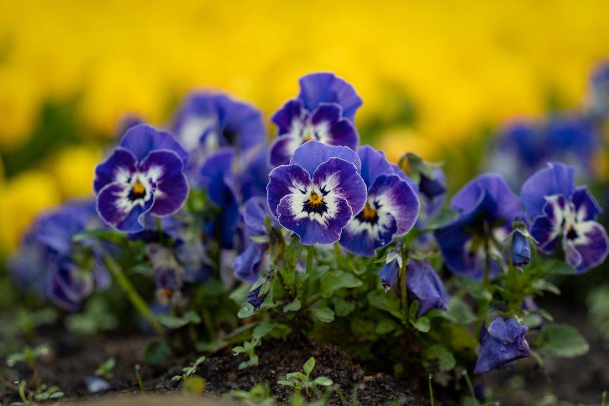 ilustrasi tanaman bunga pansies (pexels.com/Gundula Vogel)