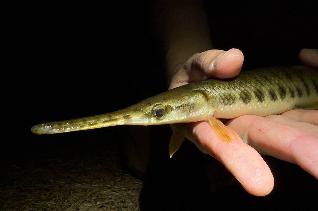 Gar Florida