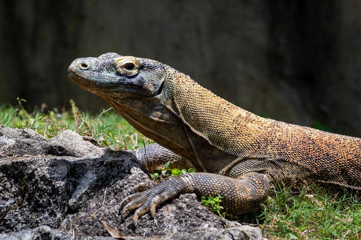 Reptil Tercerdas