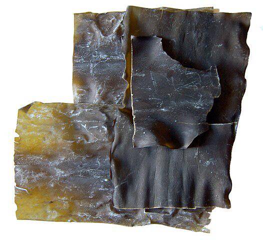 ilustrasi dried kelp