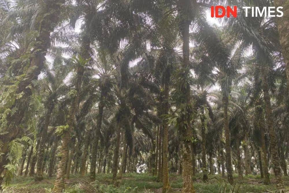 Ilustrasi lahan sawit (Foto: IDN Times)