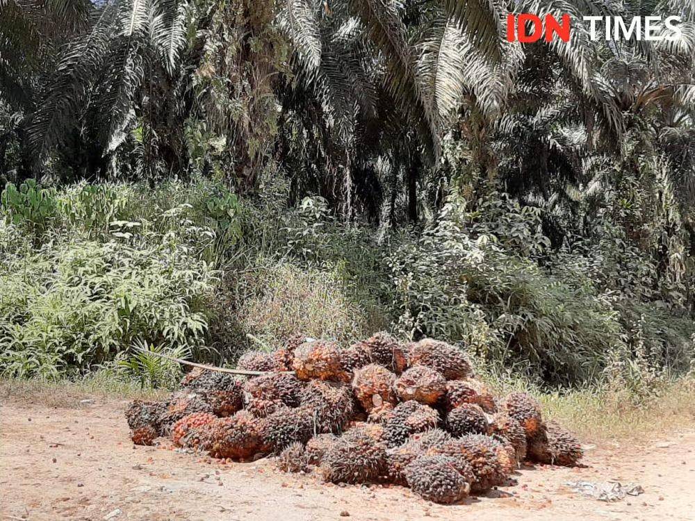 Ilustrasi lahan sawit (Foto: IDN Times)