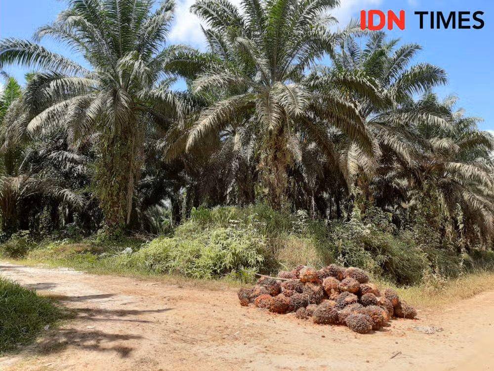 Ilustrasi lahan sawit (Foto: IDN Times)