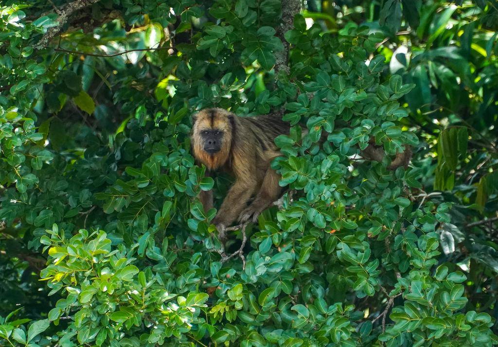 Black and gold howler monkey (inaturalist.org/Christopher Borges)