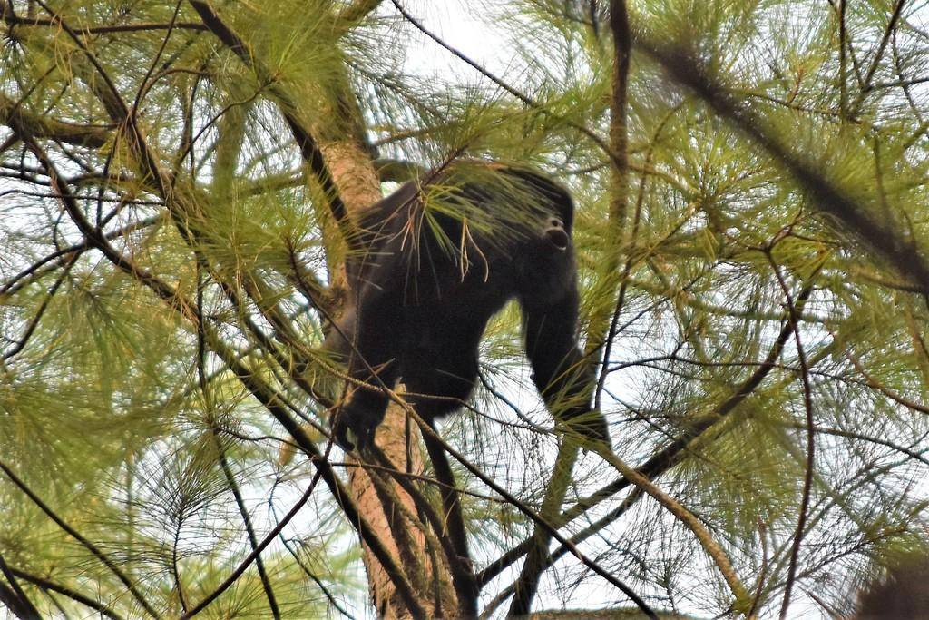 Black and gold howler monkey (inaturalist.org/Veronica)