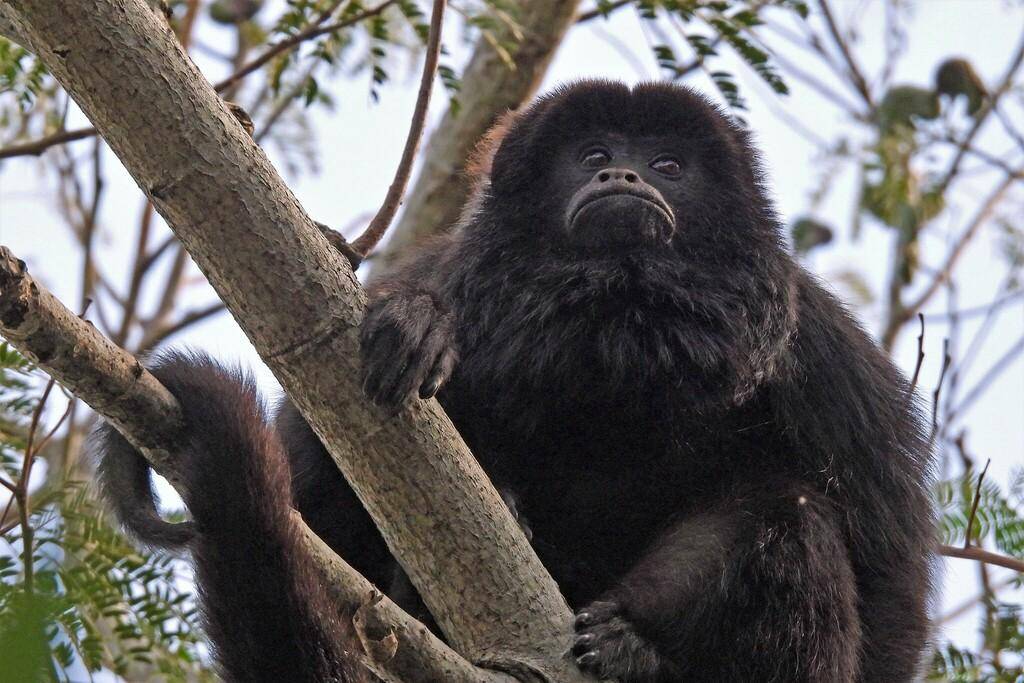Black and gold howler monkey