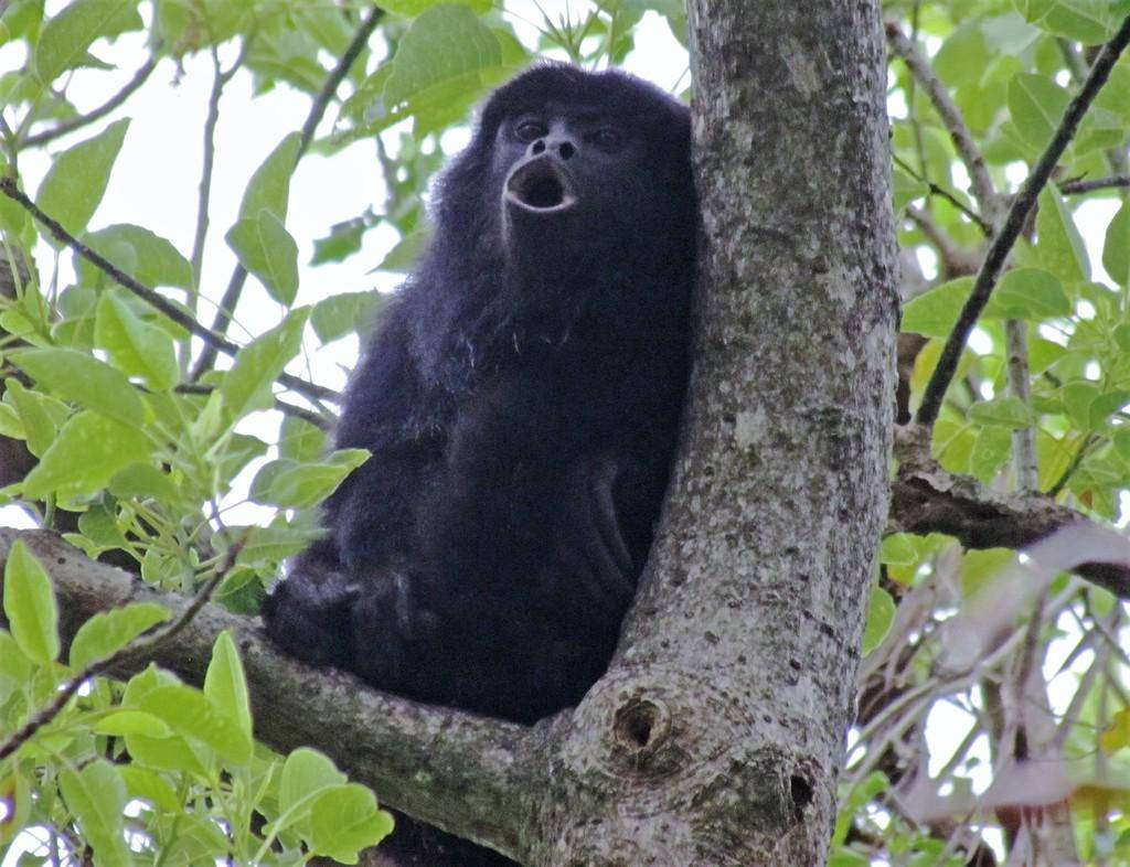 Black and gold howler monkey (inaturalist.org/Hugo Hulsberg)