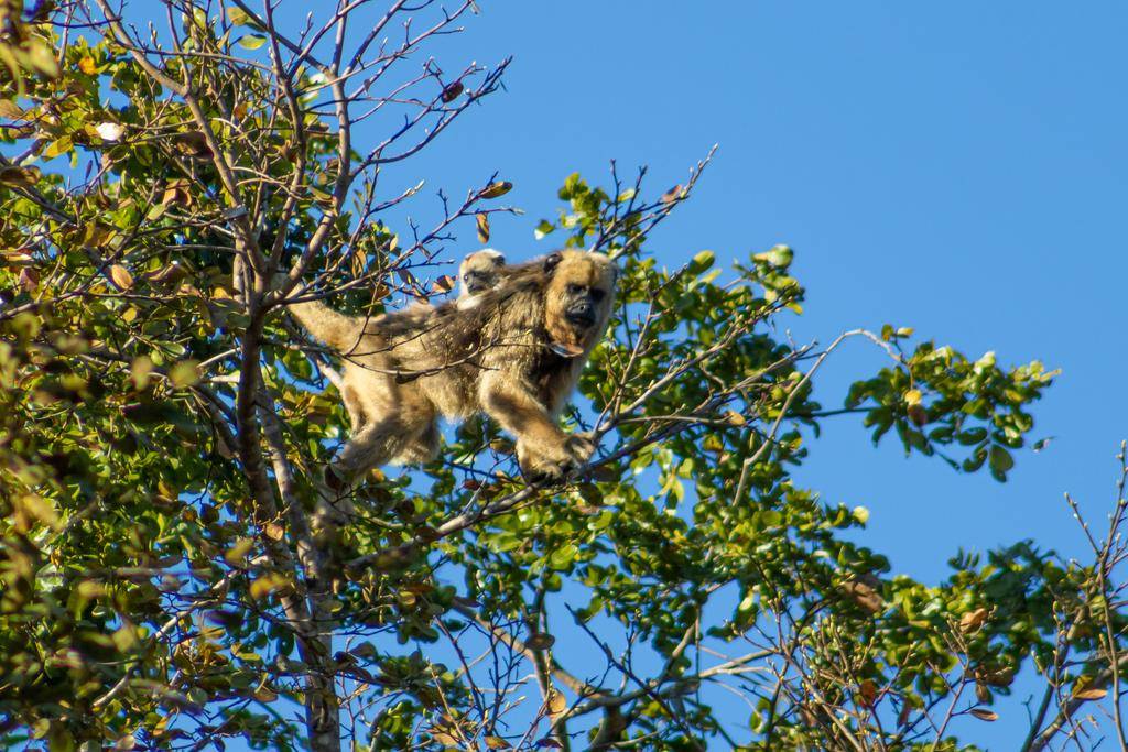 Black and gold howler monkey (inaturalist.org/Francisco V. Bezerra Neto)