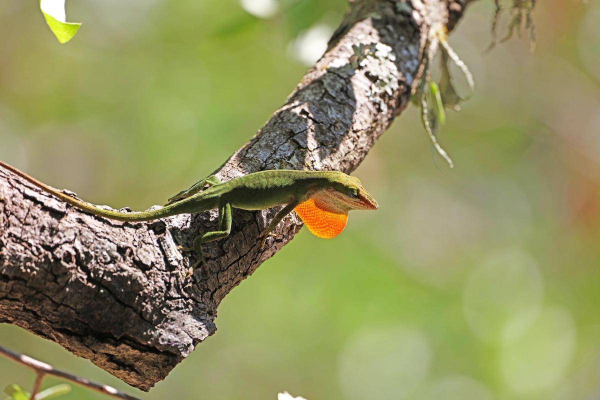 Reptil Tercerdas