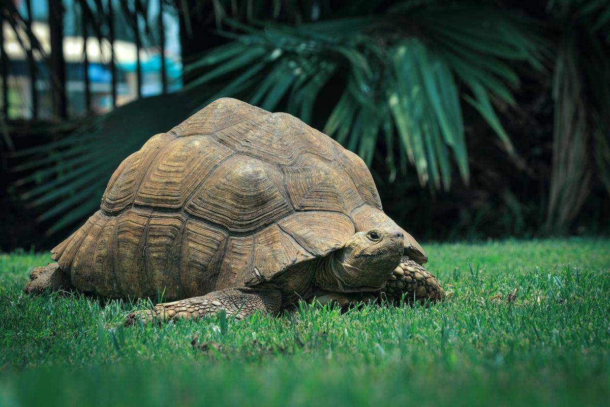 Reptil Tercerdas