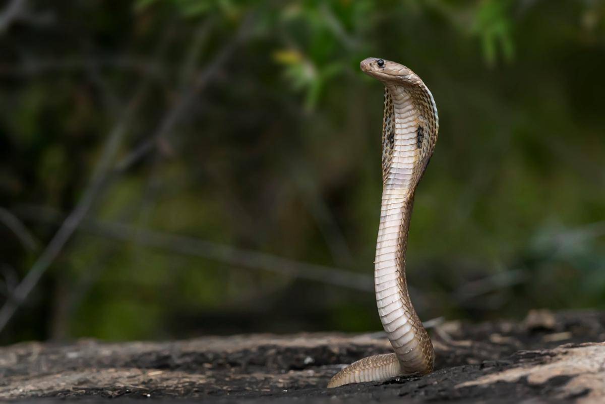 Reptil Tercerdas