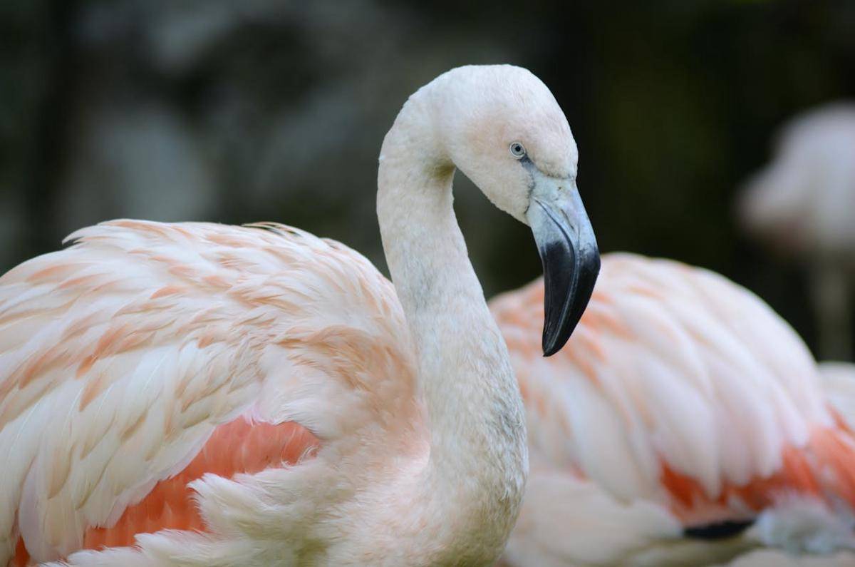 ilustrasi flamingo (pexels.com/Ingrid Dietrich)