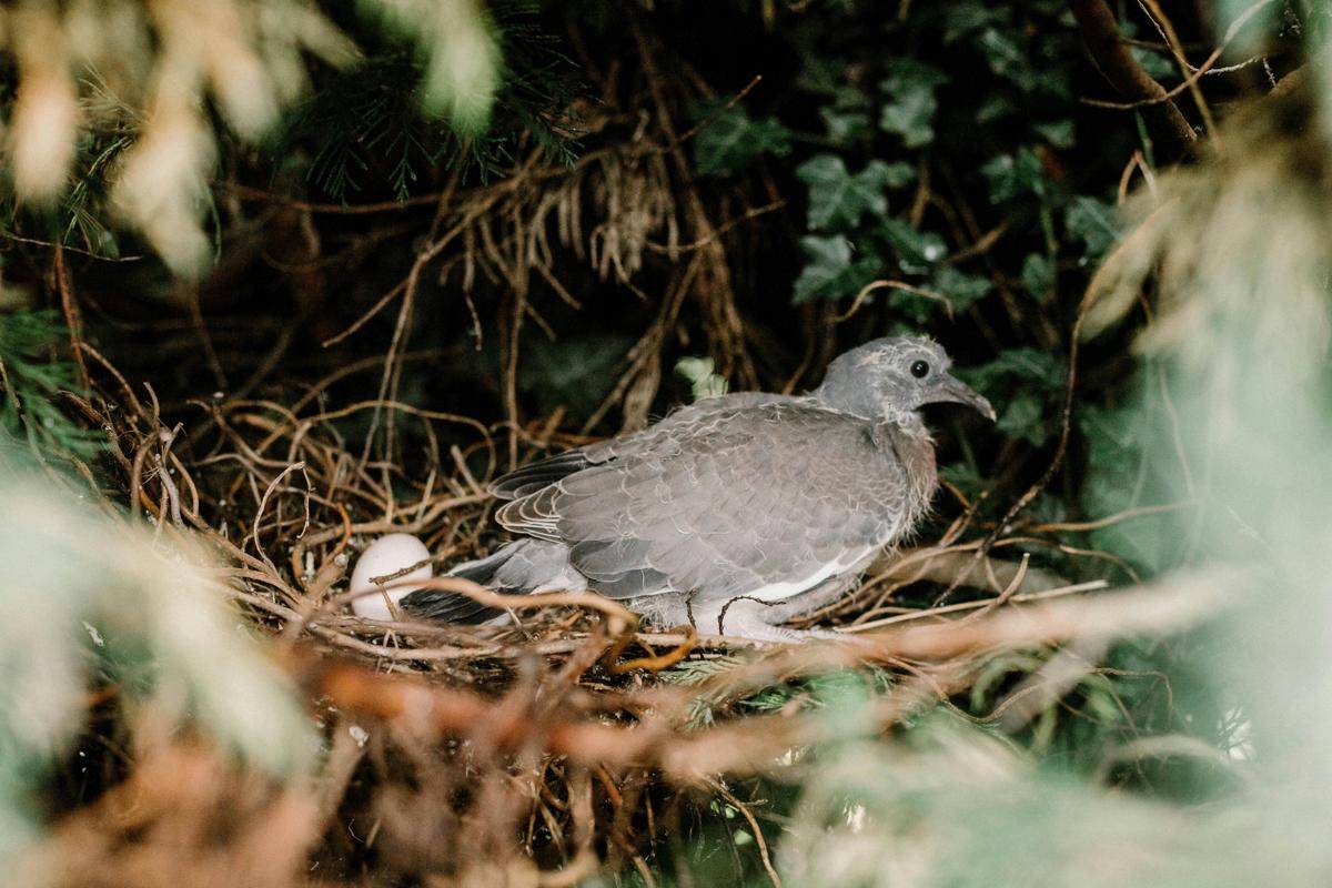 Burung dengan Waktu Mengeram Telur Terlama