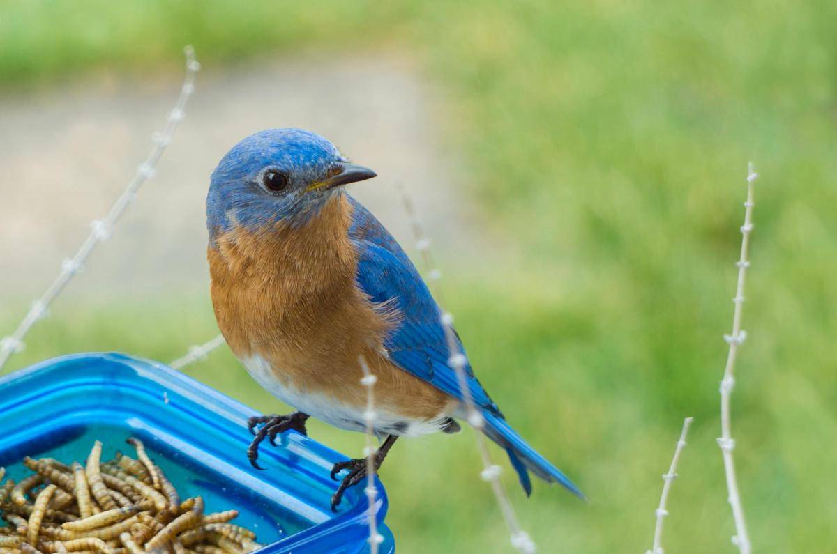 ilustrasi burung biru (pexels.com/Tina Nord)