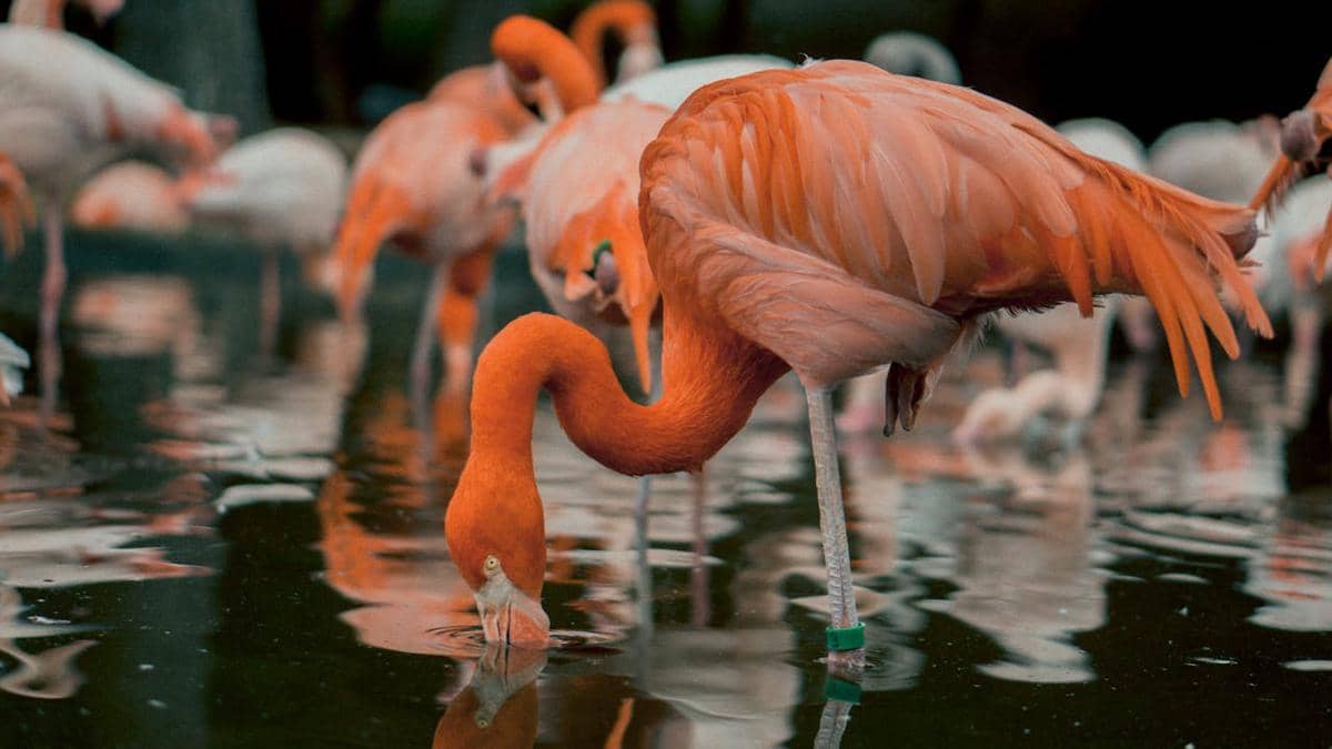 ilustrasi flamingo (pexels.com/Sơn Bờm)