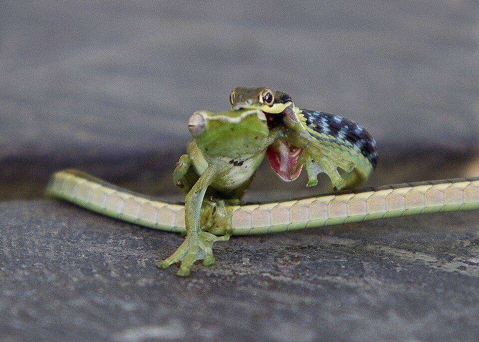 ular tambang hendak mengonsumsi katak (commons.wikimedia.org/DavidDennisPhotos)