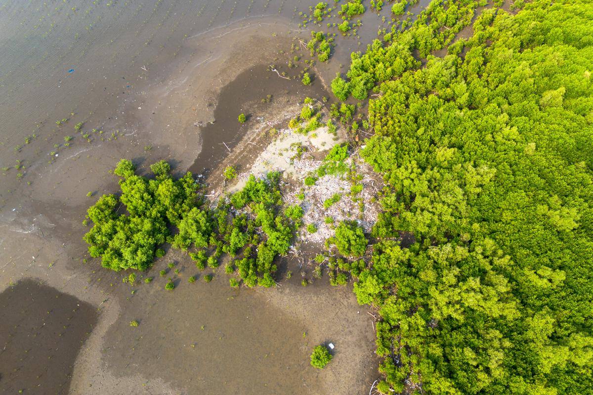 Ilustrasi ekosistem mangrove. (ANTARA FOTO/Dedhez Anggara)
