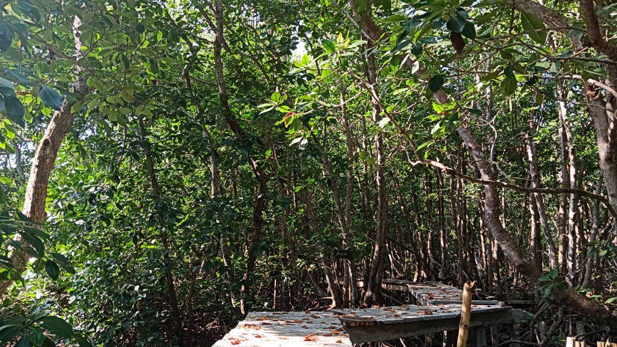 Hutan Mangrove
