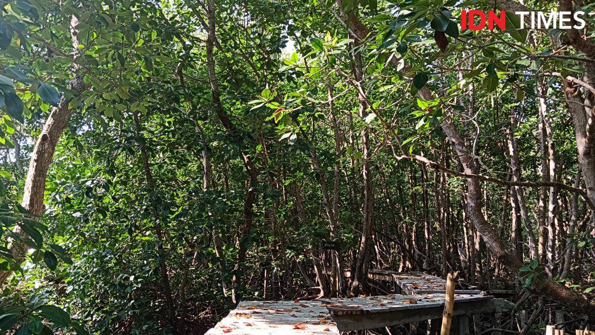 Hutan Mangrove