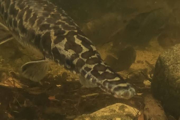 Gar Florida