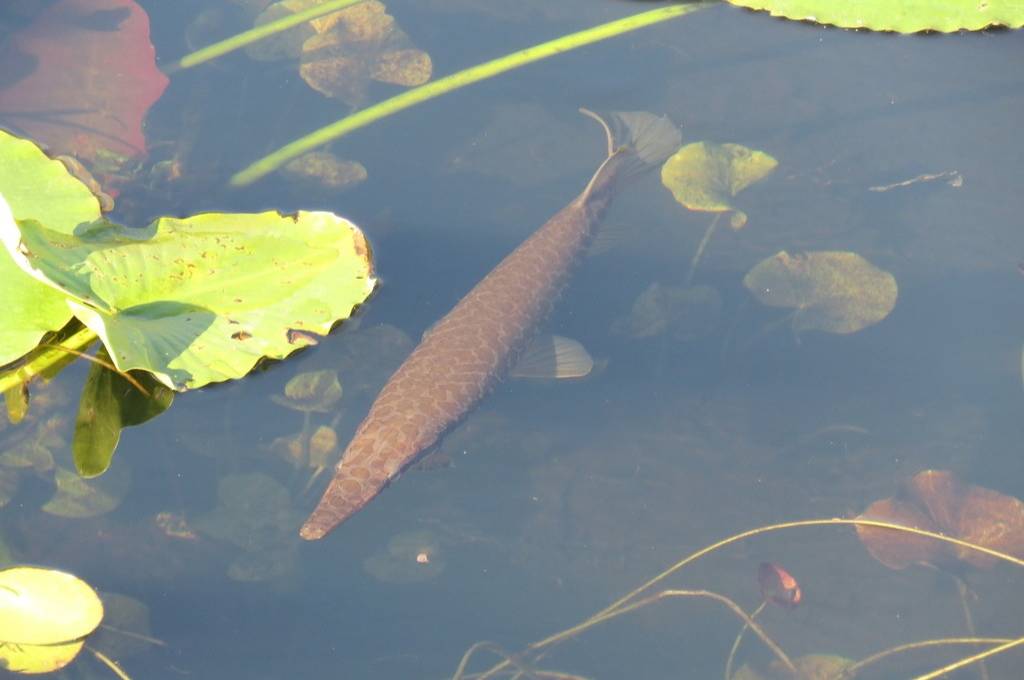 Gar Florida
