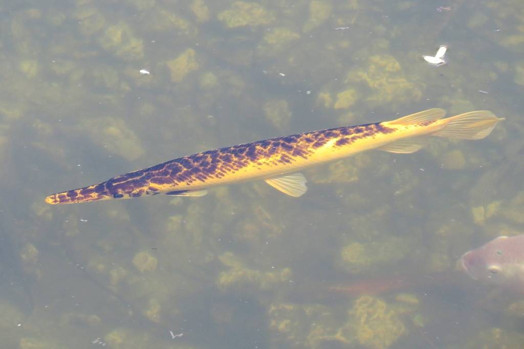 Gar Florida
