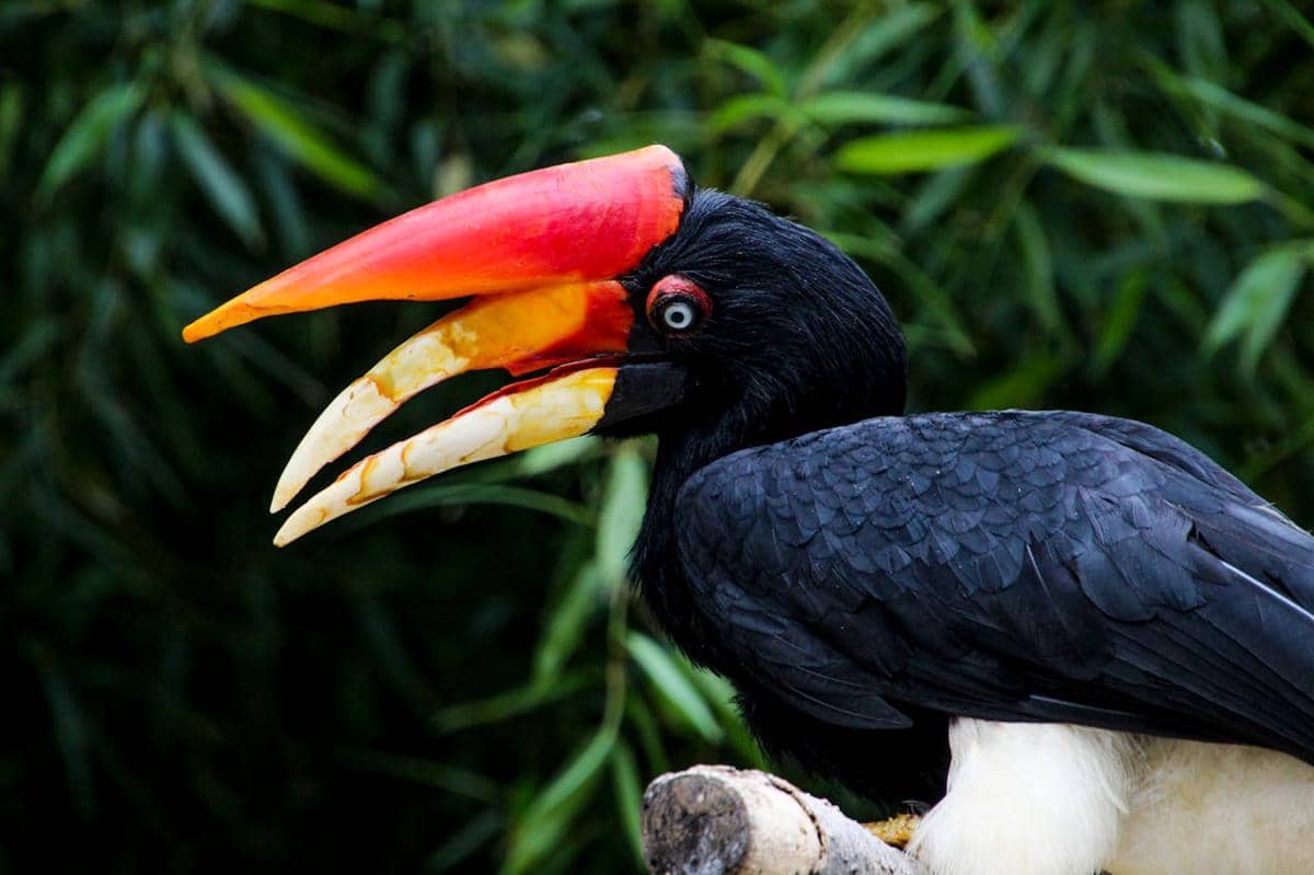 Burung rangkong badak. (www.pexels.com/Karen F)