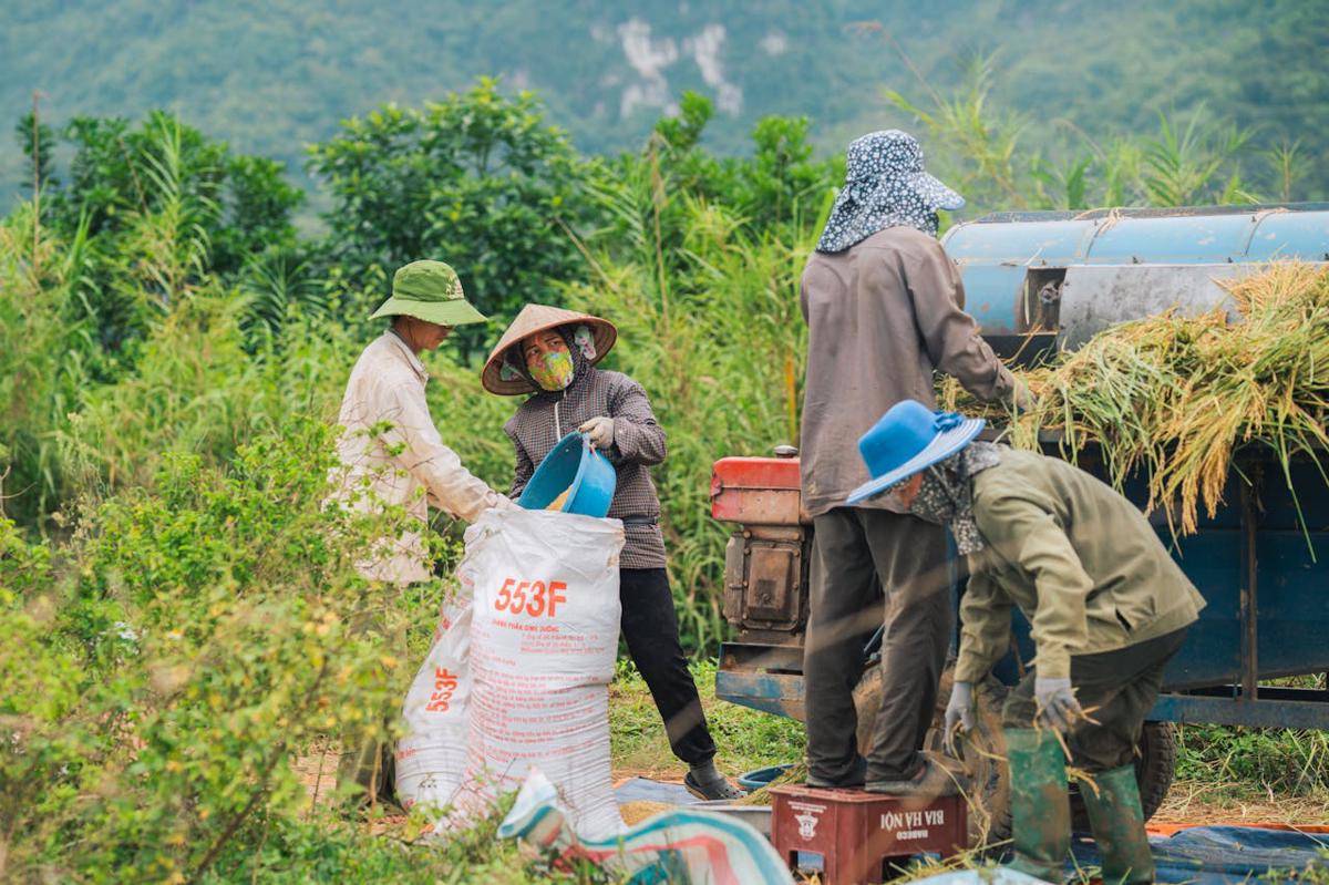 Ilustrasi kerja bakti di sawah. (www.pexels.com/Quyển Phạm Xuân)