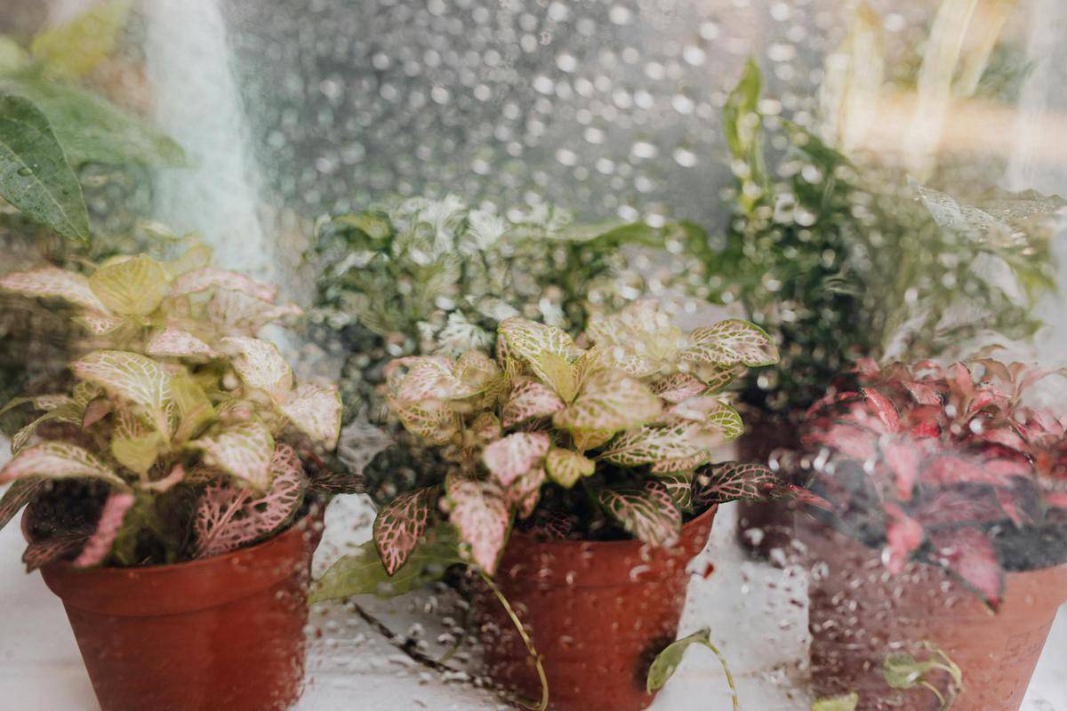 ilustrasi Fittonia (pexels.com/Photo By: Kaboompics.com)