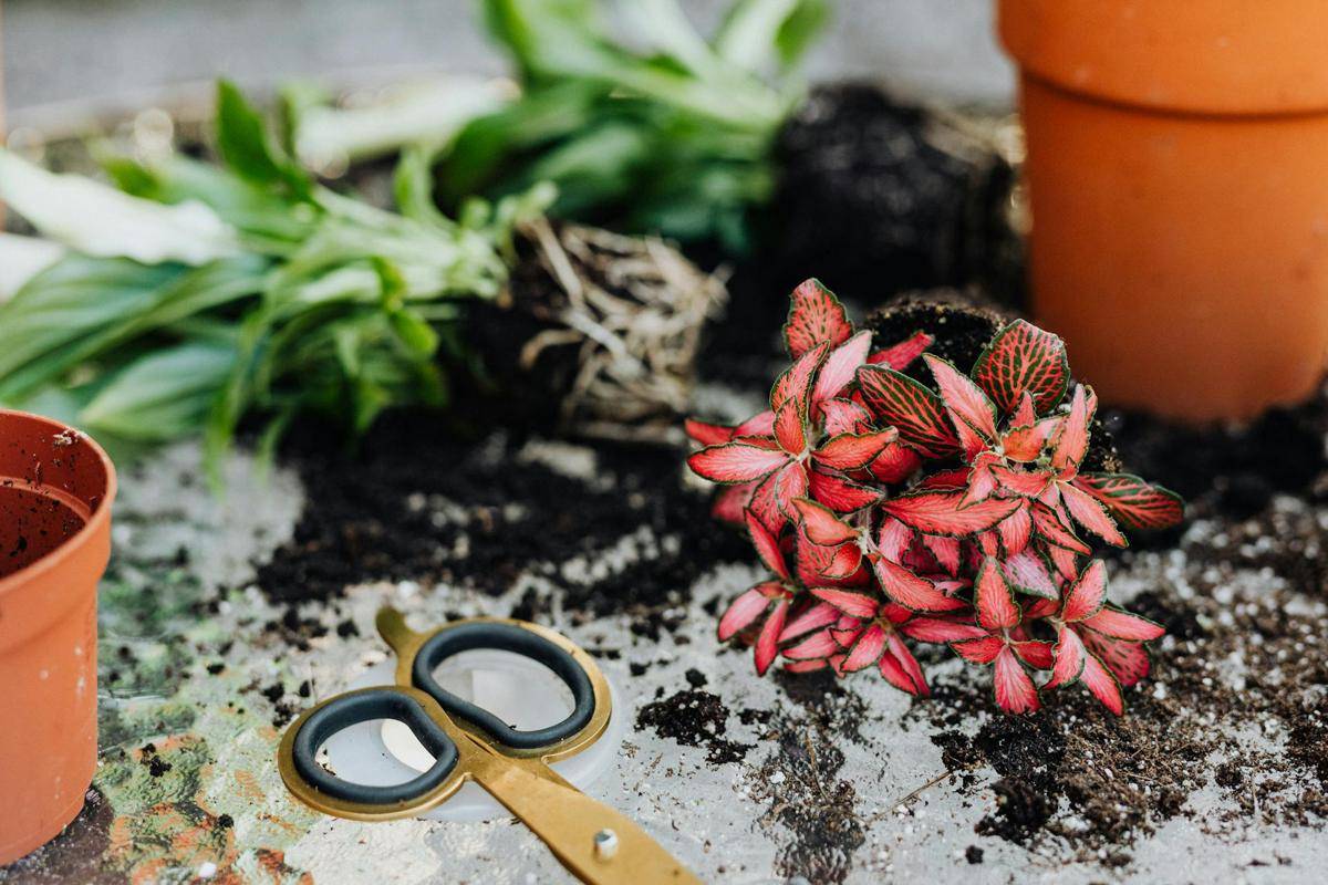 ilustrasi pemindahan pot Fittonia (pexels.com/Photo By: Kaboompics.com)