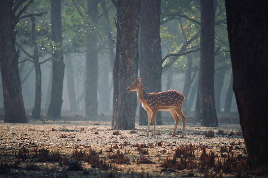 Hewan Langka di Hutan Sundarbans