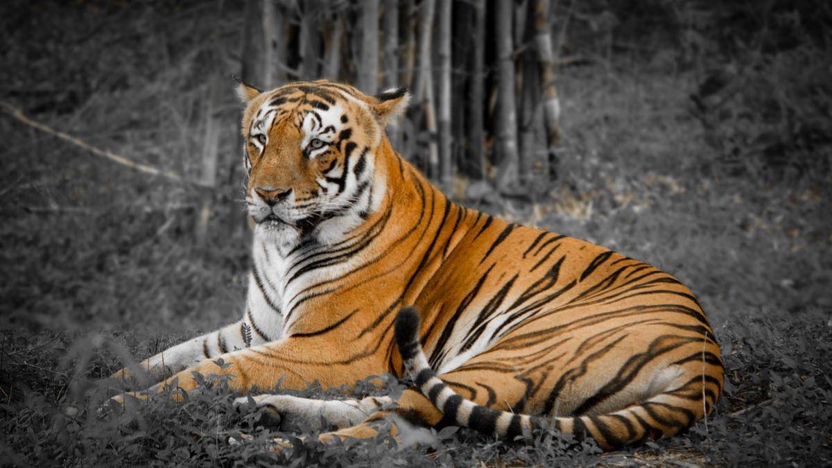 Hewan Langka di Hutan Sundarbans