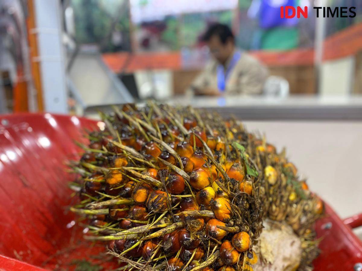 Tandan buah segar.