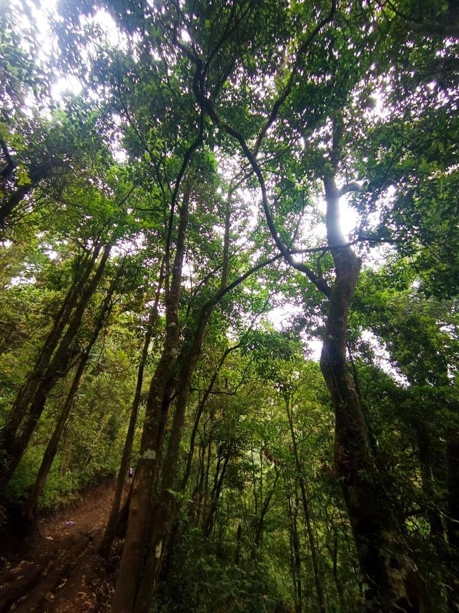 hutan pinus sumber koleksi sendiri
