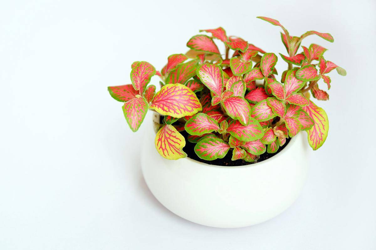 ilustrasi Fittonia (unsplash.com/@yingchih_hao)