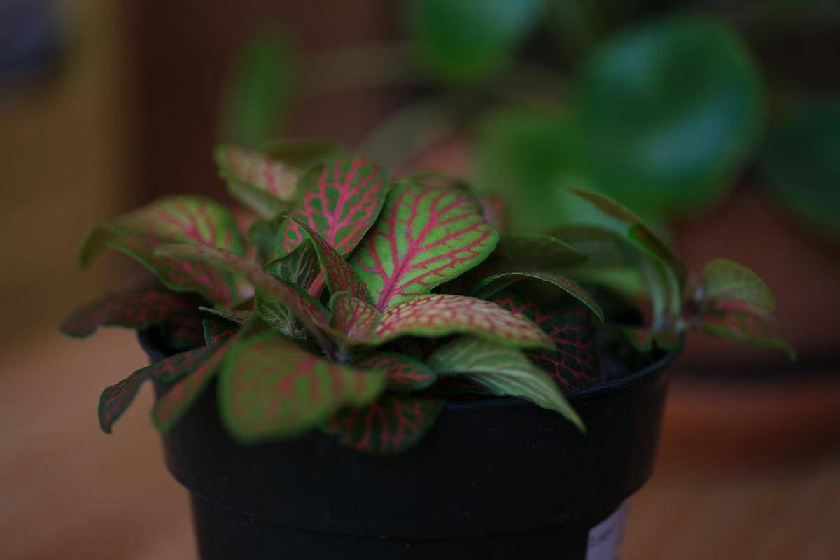 ilustrasi Fittonia (unsplash.com/@z4hr44)