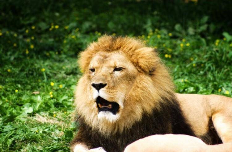 Singa (freepik.com/wirestock)