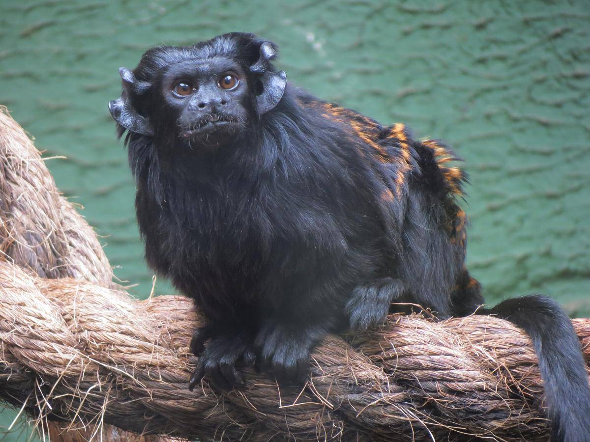 Black Tamarin