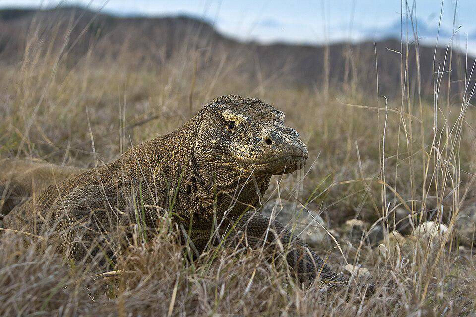 Komodo adalah salah satu hewan endemik di Indonesia