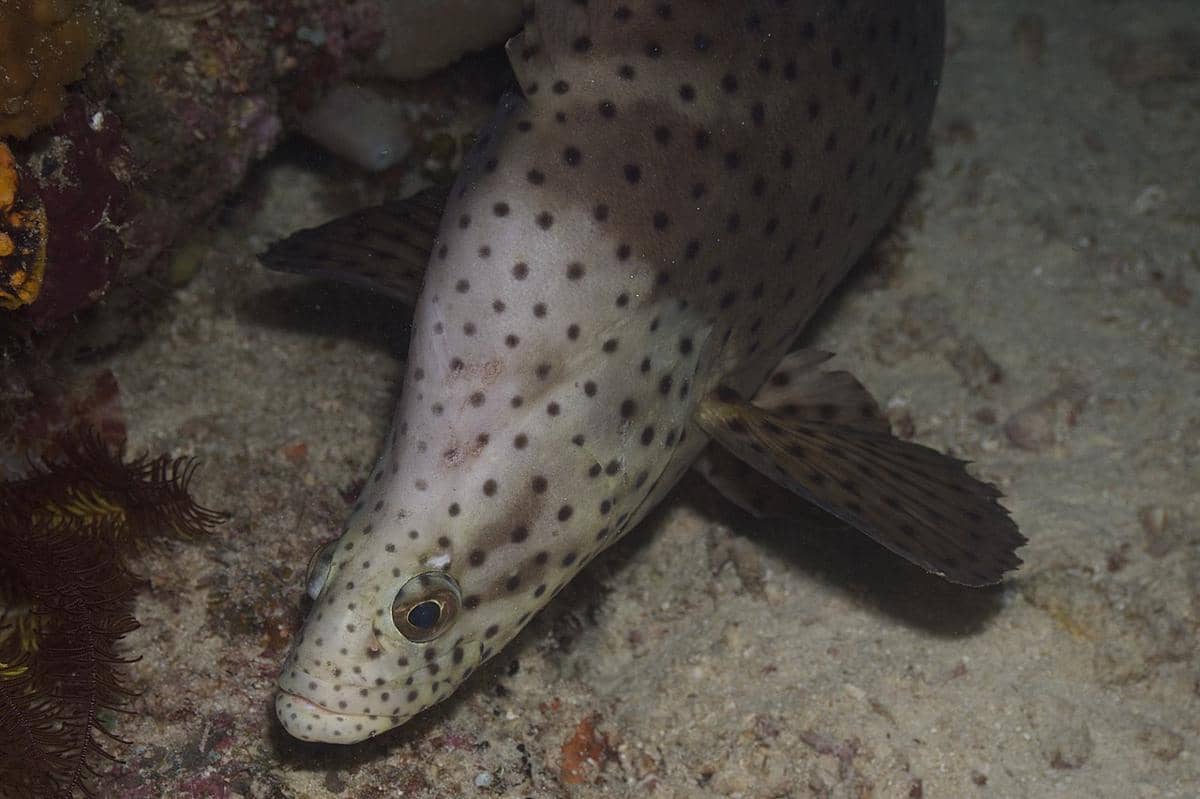 Ikan yang Mengandung Merkuri