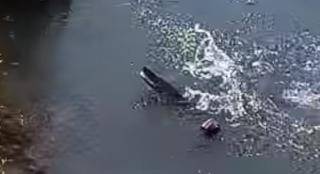 Pemancing Tangkap Ikan Aligator di Sungai Belik Jejeran Bantul