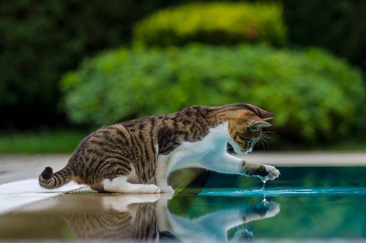Kucing di kolam. (www.pexels.com/Tarkan Kızartıcı)