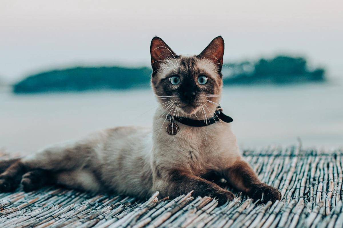 Kucing. (www.pexels.com/Marko Obrvan)