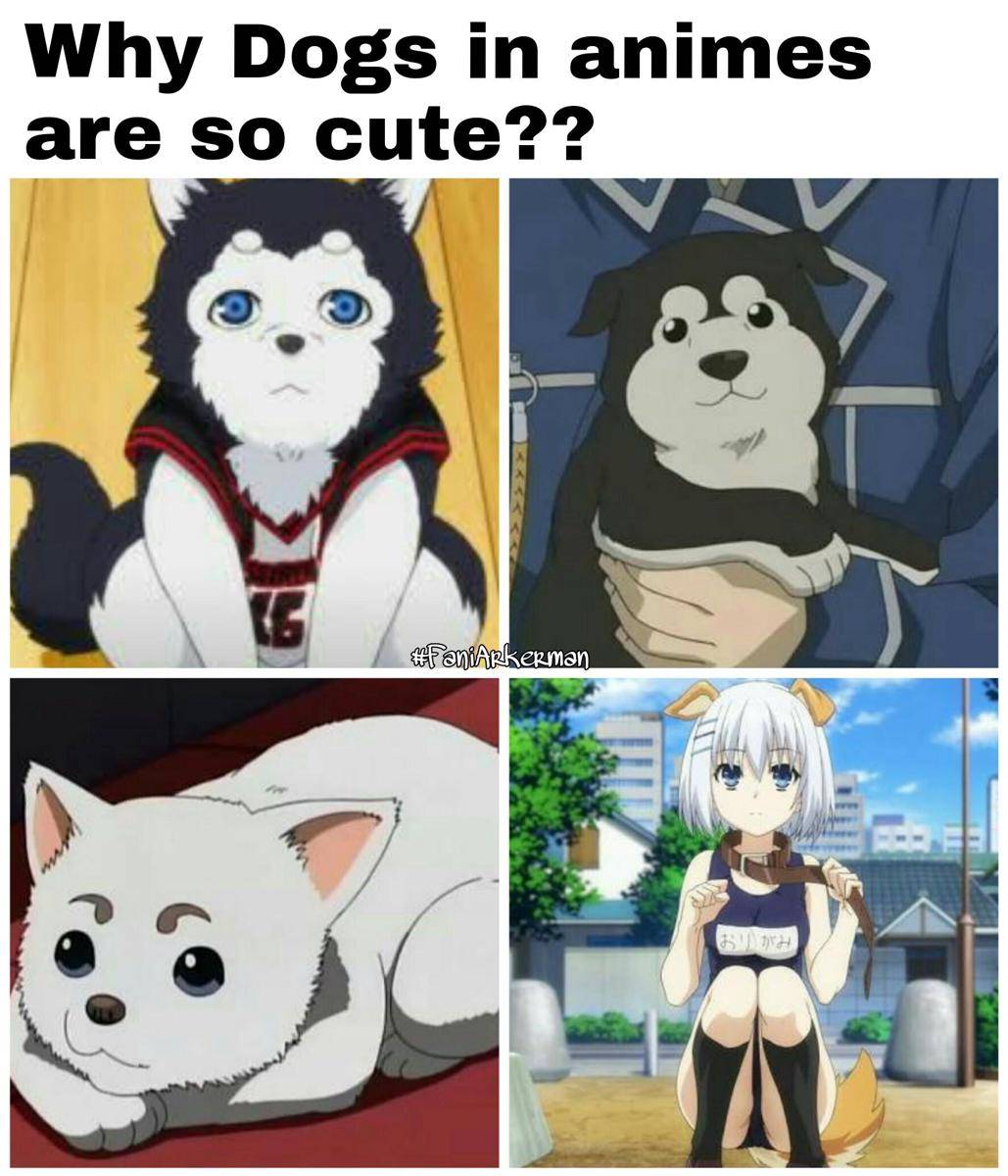 meme anime tentang anjing