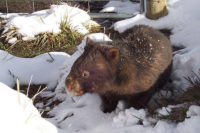 ilustrasi wombat (commons.wikimedia/Fir0002)