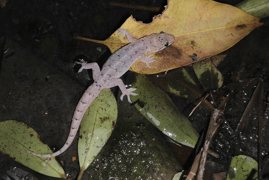 cecak rumah oriental (inaturalist.org/ 锎钔锕)