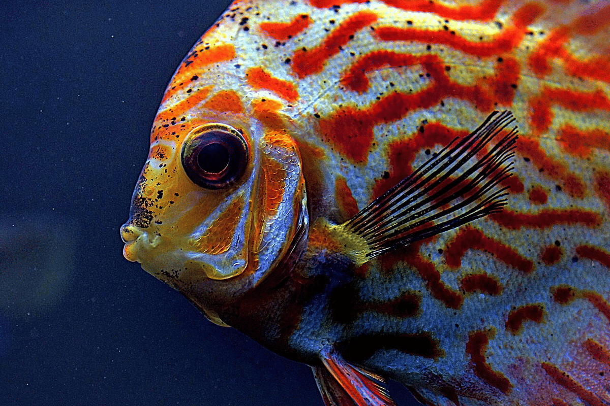 Ikan yang Cocok Untuk Aquascape