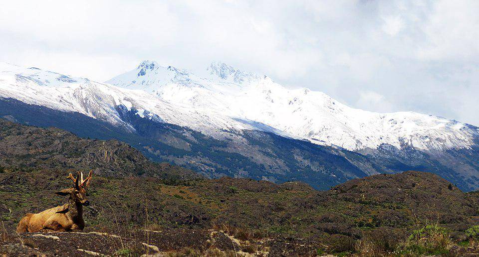 huemul jantan di Cagar Alam Tamango, Chili (commons.wikimedia.org/Valentina Requesens)