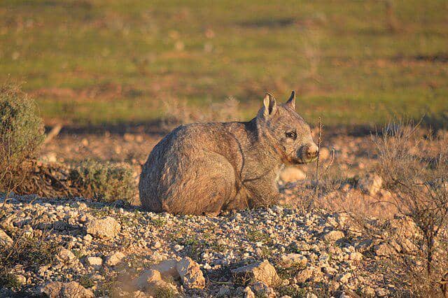ilustrasi wombat (commons.wikimedia/Ackatsis)